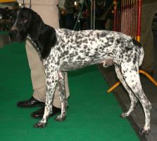 Auvergne Vorstehhund - Braque d�Auvergne